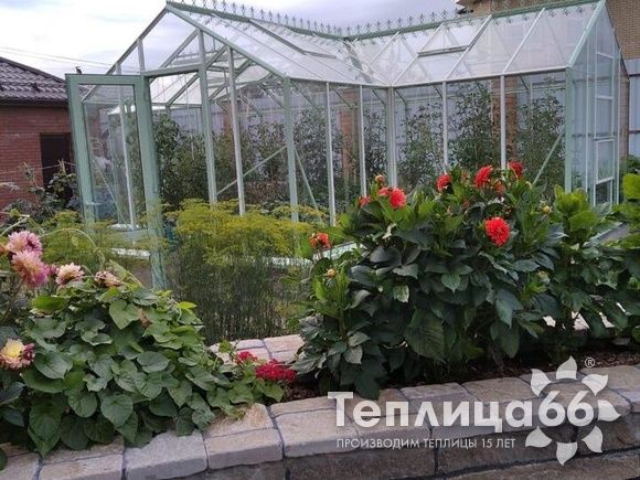 Теплица Ботаник в необычном цвете!